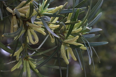 Podocarpus macrophyllus maki