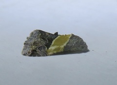 Tripudia balteata