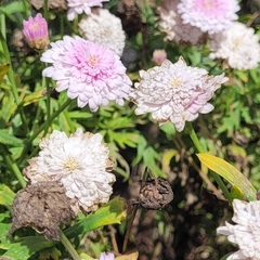 Chrysanthemum morifolium