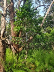 Acronychia littoralis