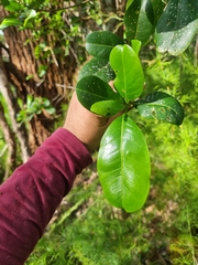Acronychia littoralis