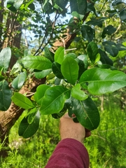 Acronychia littoralis