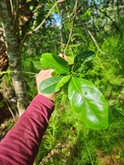 Acronychia littoralis