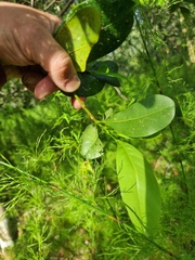 Acronychia littoralis