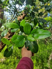 Acronychia littoralis