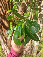 Acronychia littoralis