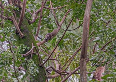 Callosciurus notatus