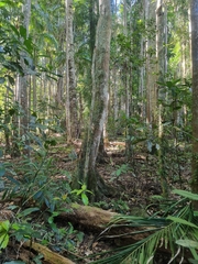 Corynocarpus rupestris arborescens