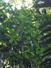 Corynocarpus rupestris arborescens