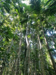 Corynocarpus rupestris arborescens