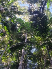 Corynocarpus rupestris arborescens