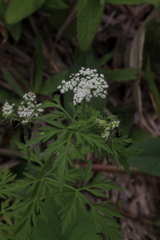 Cnidium monnieri