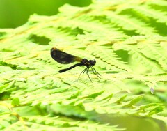 Aristocypha fenestrella