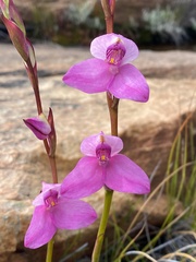 Disa racemosa