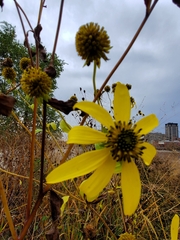 Rudbeckia laciniata