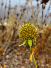 Rudbeckia laciniata