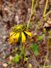 Rudbeckia laciniata