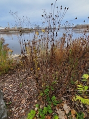 Rudbeckia laciniata
