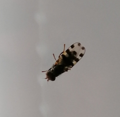 Ceroxys hortulana