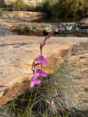 Disa racemosa