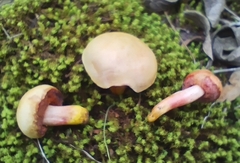 Chalciporus amarellus