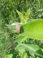 Neodillonia albisparsa