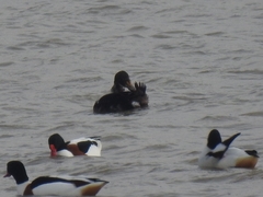 Somateria spectabilis