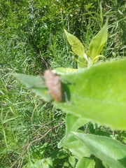 Neodillonia albisparsa