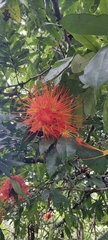 Brownea macrophylla