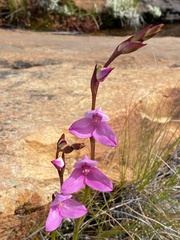 Disa racemosa