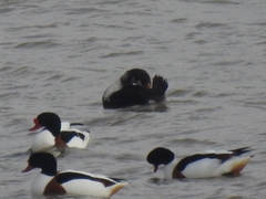 Somateria spectabilis