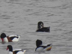 Somateria spectabilis