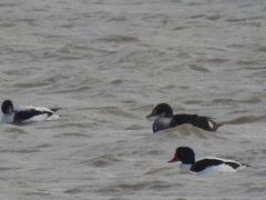 Somateria spectabilis