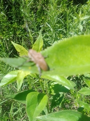 Neodillonia albisparsa