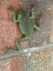 Hyla gratiosa