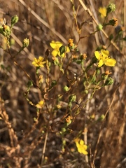 Deinandra pentactis