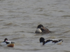 Somateria spectabilis