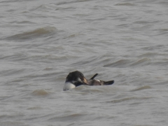 Somateria spectabilis