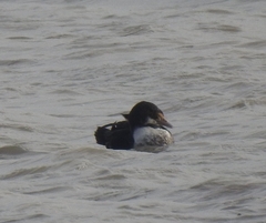 Somateria spectabilis