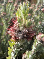 Leucospermum wittebergense