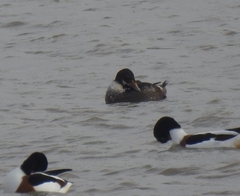 Somateria spectabilis