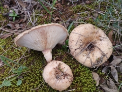 Lactarius tesquorum