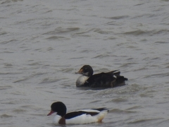 Somateria spectabilis