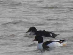 Somateria spectabilis