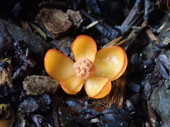 Schisandra arisanensis