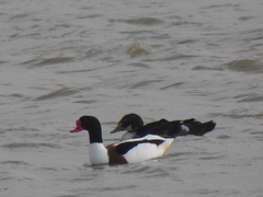 Somateria spectabilis