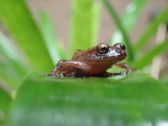 Diasporus majeensis