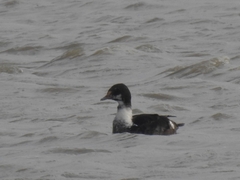 Somateria spectabilis