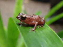 Diasporus majeensis