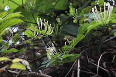 Lonicera hypoglauca